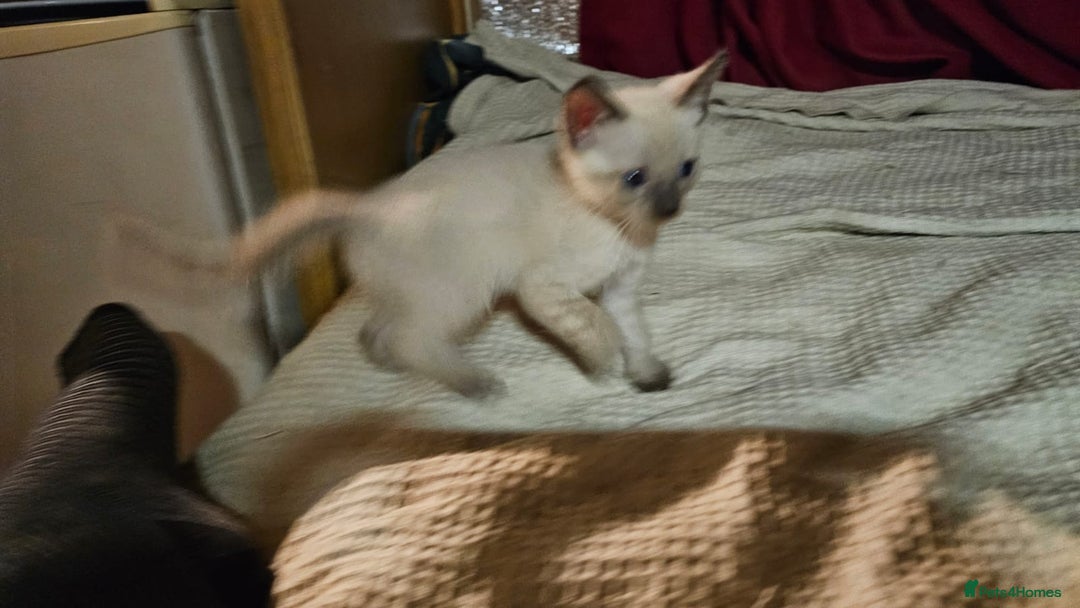Bengal cats for sale: Cuddly charity donation pay monthly - Image 4