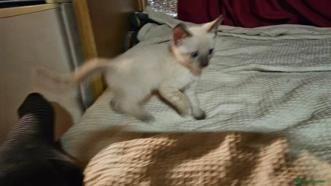 Bengal cats for sale: Guaranteed to be Cuddly *ready now*  - Advert 10