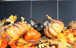 Devon Rex cats for sale: 🎉❤️ Full pedigree, healthy Devon rex boy 🎉❤️ - Image 9