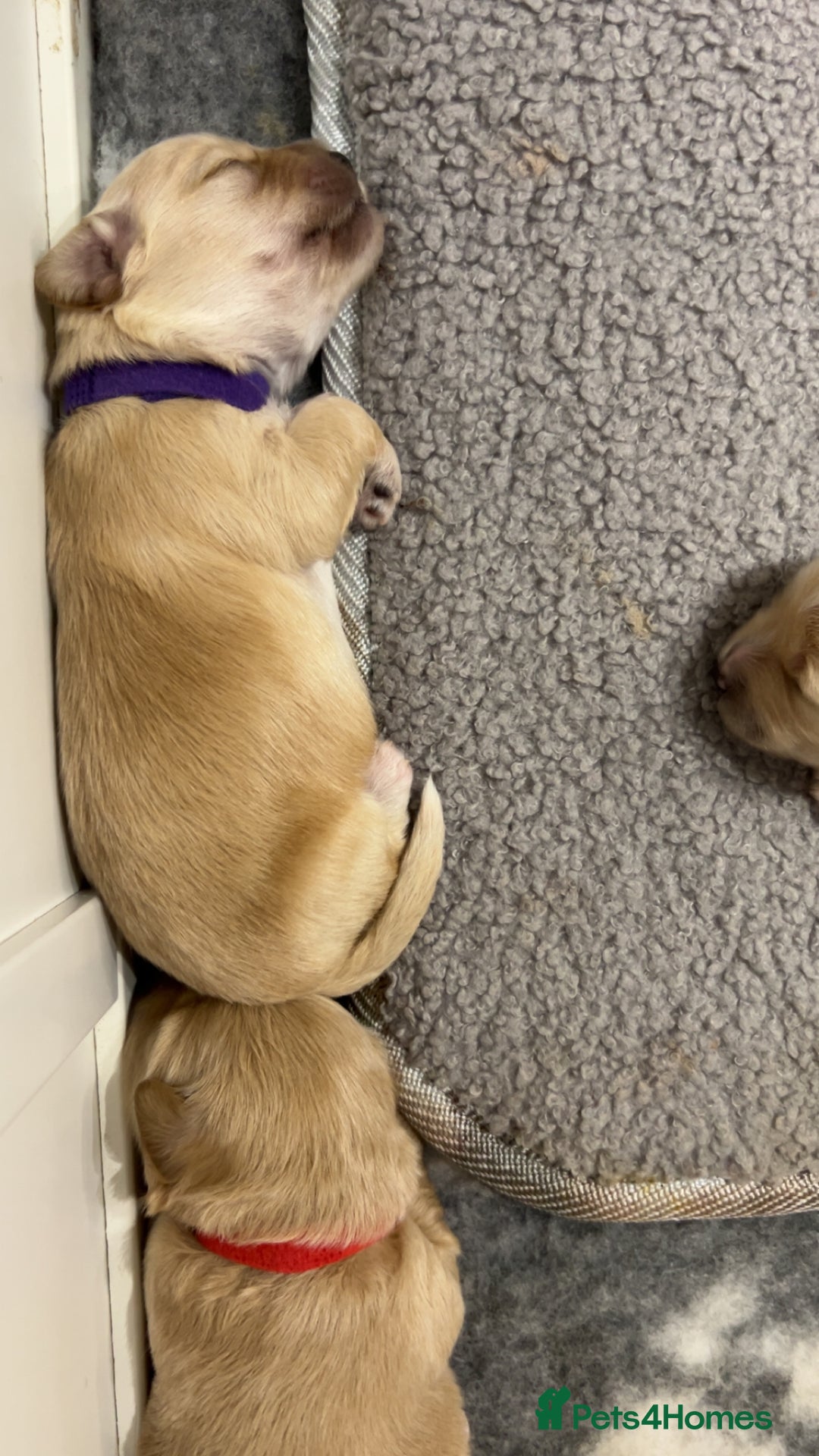 Maltipoo dogs for sale: 4 Adorable F2 Maltipoo pups - Advert 3