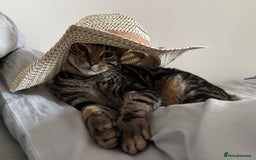 Domestic Shorthair cats for sale: Teddy the cat.  - Image 1