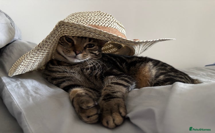 Domestic Shorthair cats - Advert 1