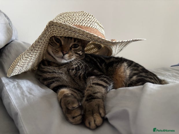 Domestic Shorthair cats - Advert 20