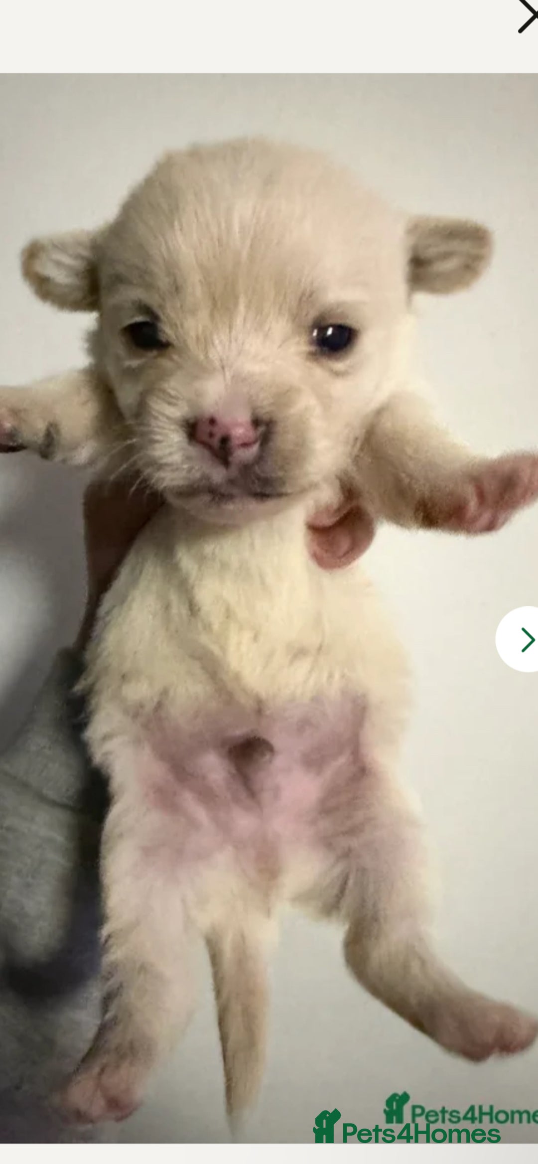 Mixed Breed dogs for sale: Seeking Help in Exchange for Puppy - Advert 7