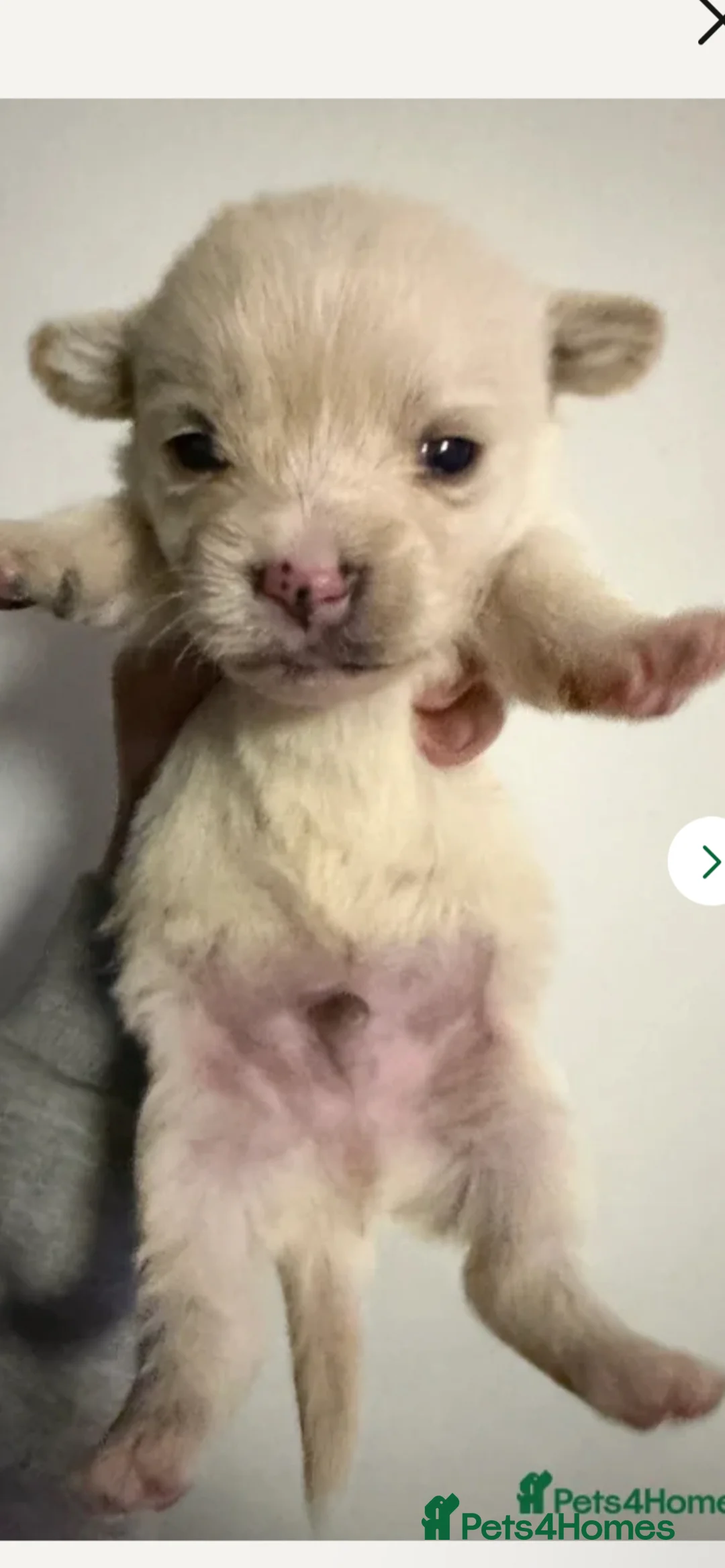 Mixed Breed dogs for sale: £50 Off if collected Today Westie CrossBreeds Sale - Advert 7