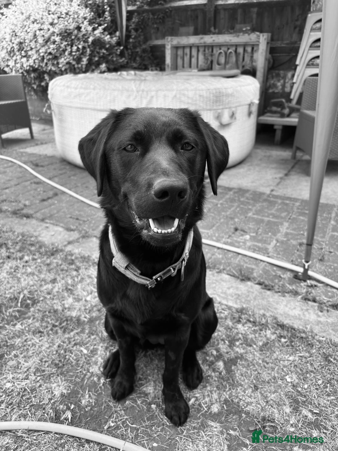 Borador dogs for sale: Beautiful borador - Image 2