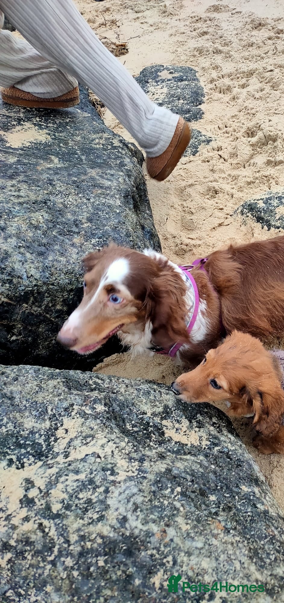 Miniature Dachshund dogs Miniature long haired daschunds  - Advert 17