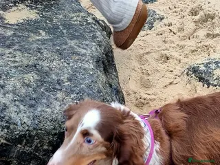 Miniature Dachshund dogs Miniature long haired daschunds - Advert 17