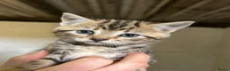 Mixed Breed cats for sale: Kittens for sale in Wotton-under-Edge - Advert 2