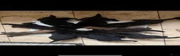 Mixed Breed dogs for sale: German Shepherd x Belgian Shepherd Puppies - Advert 4