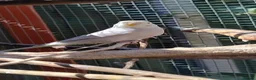Budgerigars birds for sale: Baby budgies, easily tamed  - Advert 1