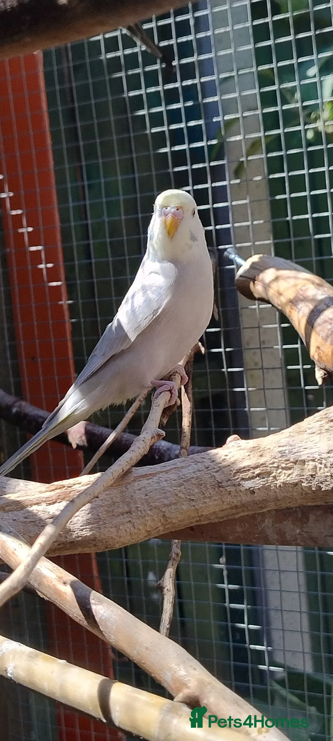 Budgerigars birds for sale: Baby budgies, easily tamed  - Advert 1