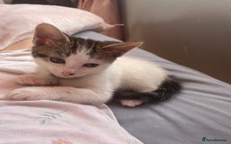 Mixed Breed cats for sale: Kittens ready to leave  - Image 3