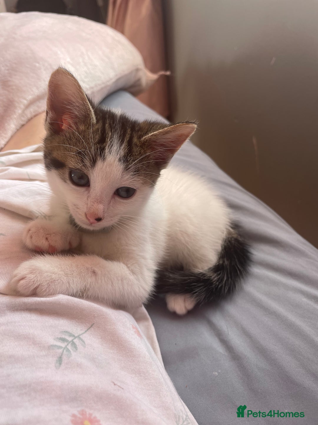 Mixed Breed cats for sale: Kittens ready to leave  - Image 3