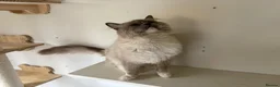 Ragdoll cats for stud: Ragdoll for stud - Advert 3