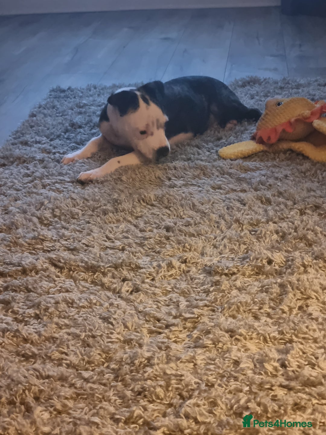 Staffordshire Bull Terrier dogs for sale: Staffy puppy  - Image 4