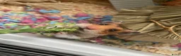 Hamster rodents for sale: Female hamster  in Wokingham - Advert 1