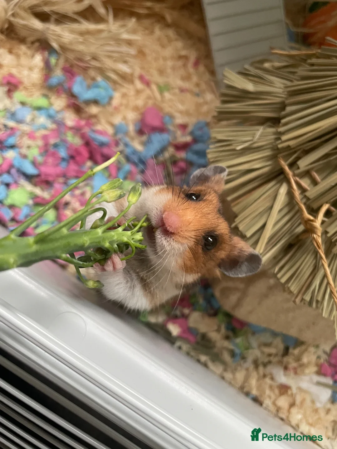 Hamster rodents for sale: Female hamster  in Wokingham - Advert 1