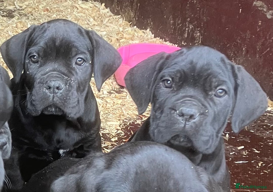 Cane Corso dogs for sale: Exceptional  - Image 20