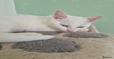 Mixed Breed cats - Advert 11