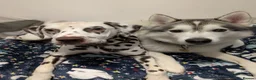 Dalmatian dogs for stud: 100% LIVER SPOTTED DALMATIAN STUD - Advert 3