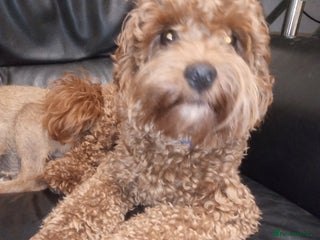 Cavapoo dogs in Ilkeston - Advert 1