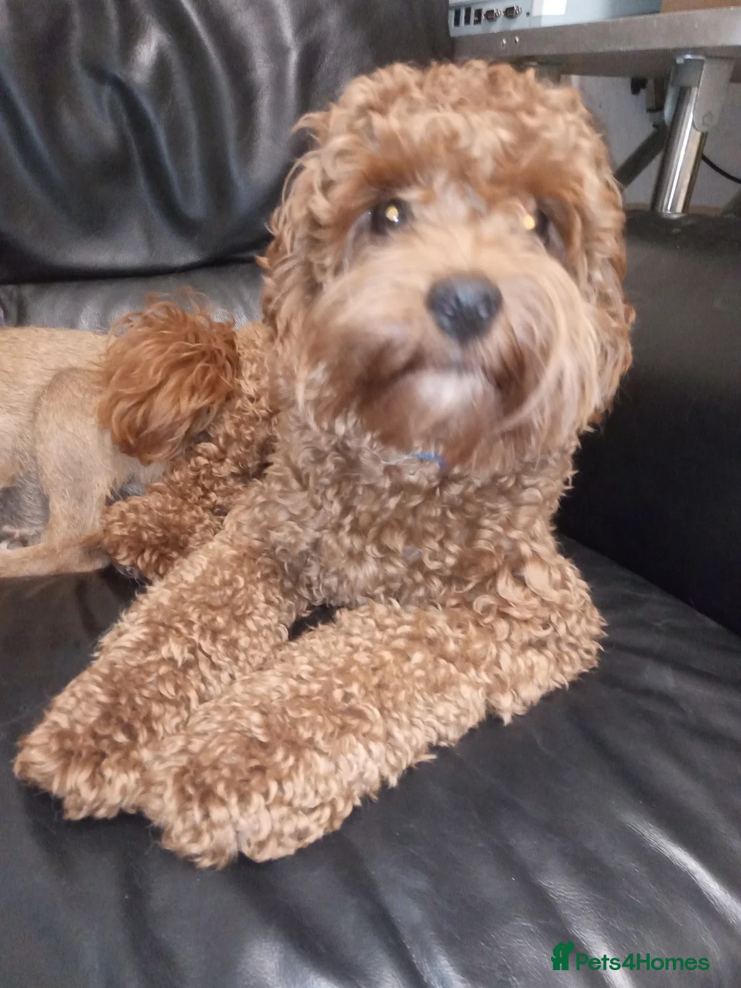 Cavapoo dogs for stud: NOW PROVEN Fully health tested cavapoo for stud in Ilkeston - Advert 1