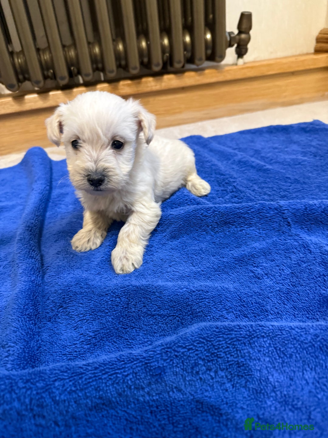 Mixed Breed dogs for sale: DNA Health tested Westiepoos  - Advert 2