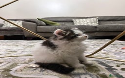 Ragdoll cats for sale: 2 half ragdoll kittens - 1 male 1 female - Image 6