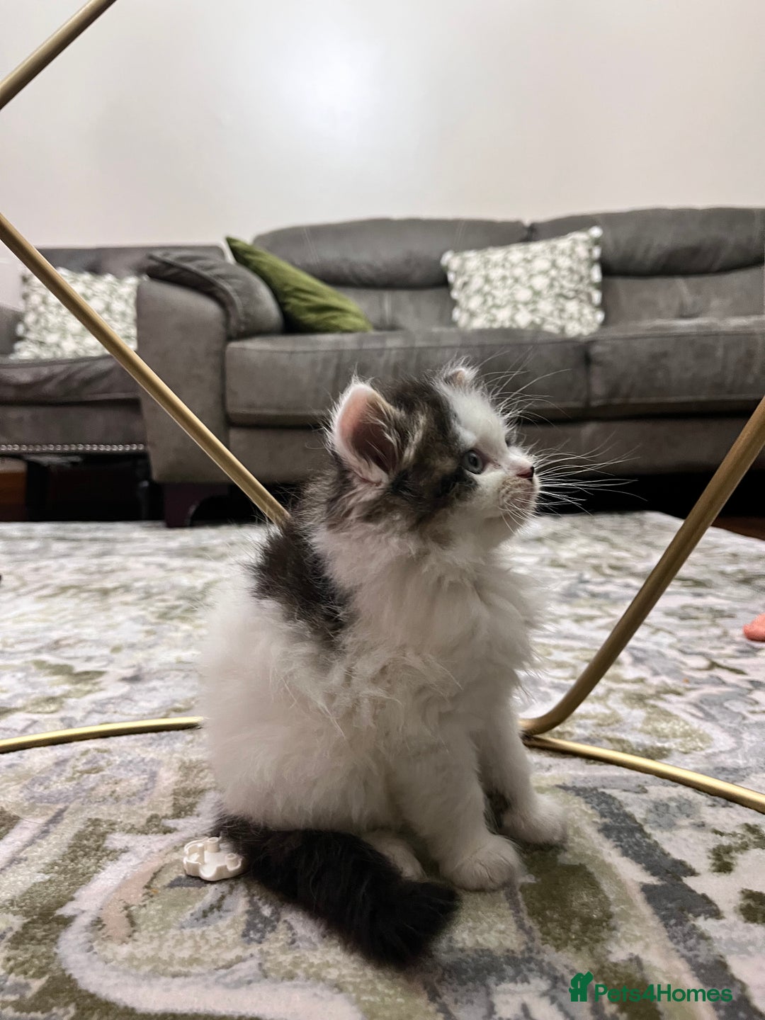 Ragdoll cats for sale: 2 half ragdoll kittens - 1 male 1 female - Image 6