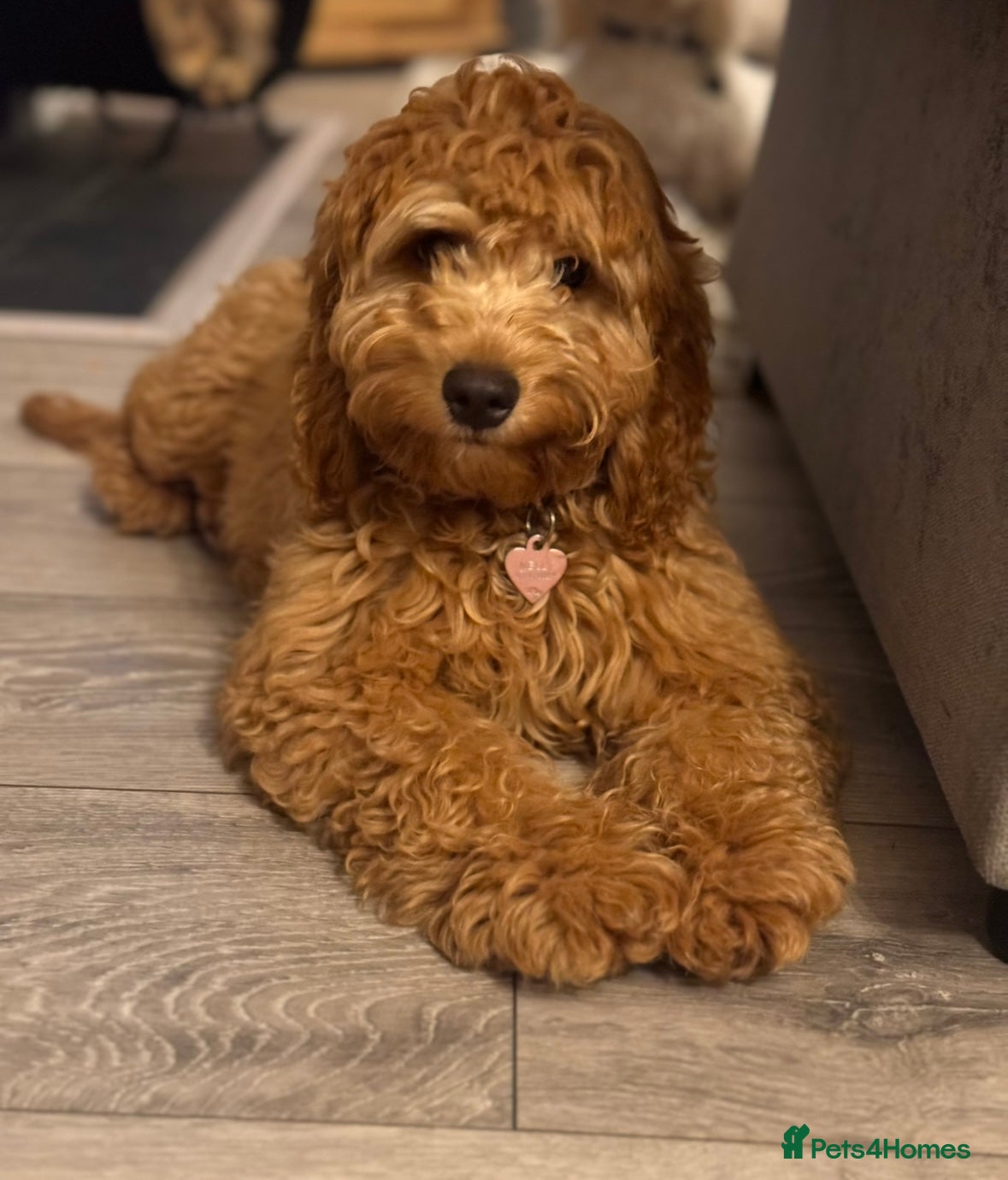 Cockapoo dogs Nellie - Advert 17