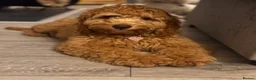 Cockapoo dogs for sale: Nellie - Advert 1