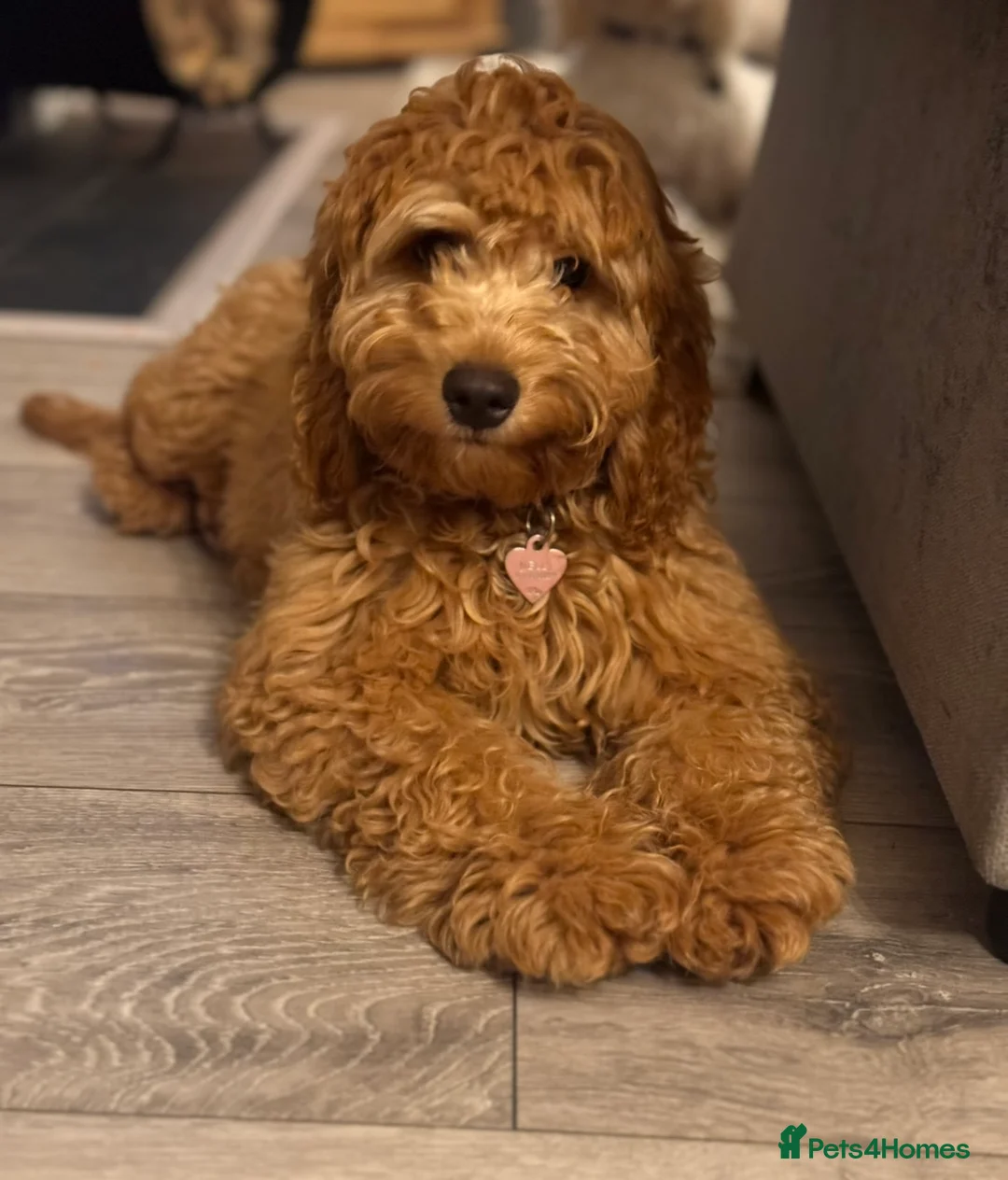 Cockapoo dogs for sale: Nellie - Advert 1