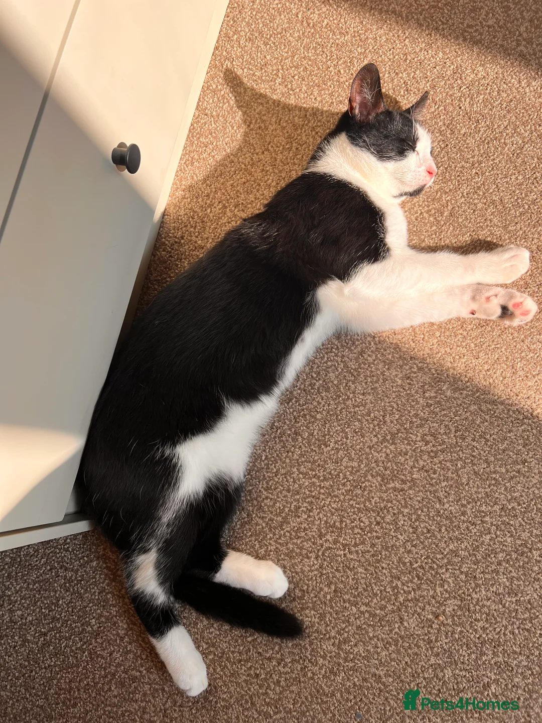 Domestic Shorthair cats for sale: Tabby Cat - Advert 7