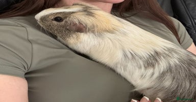 Guinea Pig rodents - Advert 14