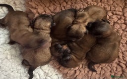 Shih Tzu dogs for sale: Shih tzu  - Image 1