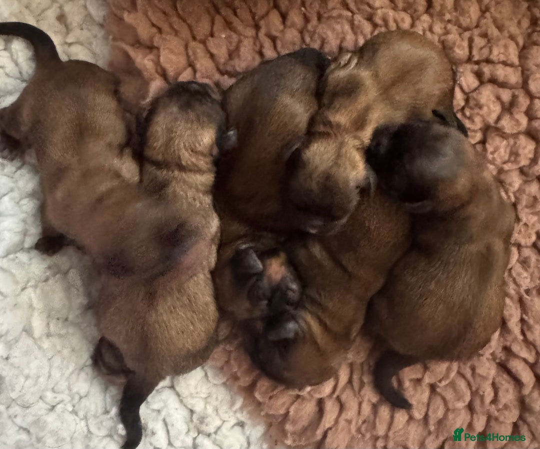 Shih Tzu dogs for sale: Shih tzu  - Image 1