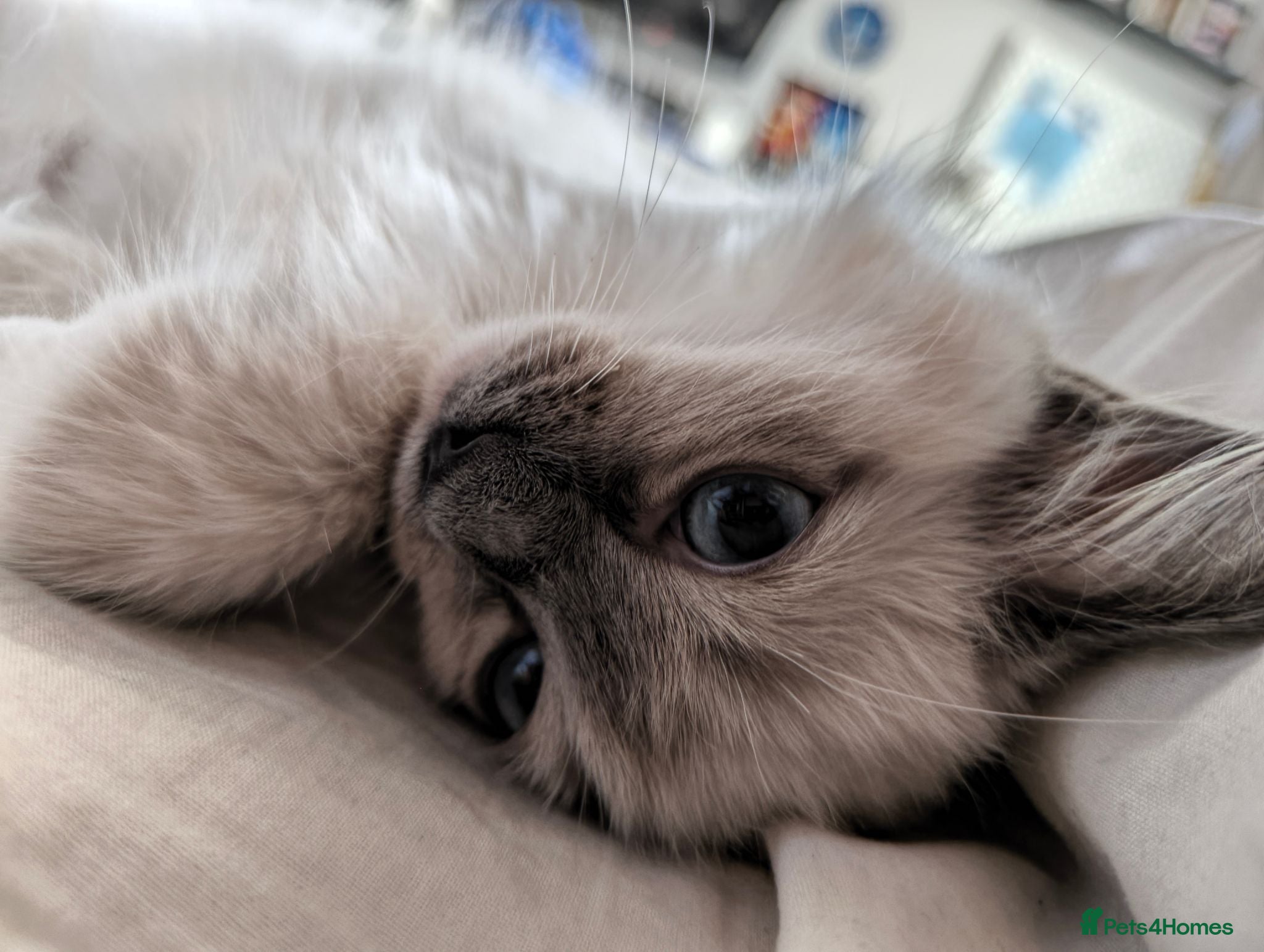 Ragdoll cats Chunky Female Mitted Ragdoll Kitten – Ready Now 🩷 - Advert 1