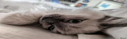 Ragdoll cats for sale: Chunky Female Mitted Ragdoll Kitten – Ready Now 🩷 - Advert 1