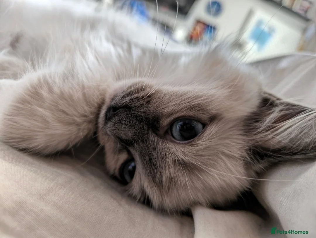 Ragdoll cats for sale: Chunky Female Mitted Ragdoll Kitten – Ready Now 🩷 - Advert 1