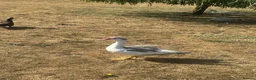 Guinea Fowl poultry for sale: Muscovie Ducks& Guinea fowls  - Advert 5