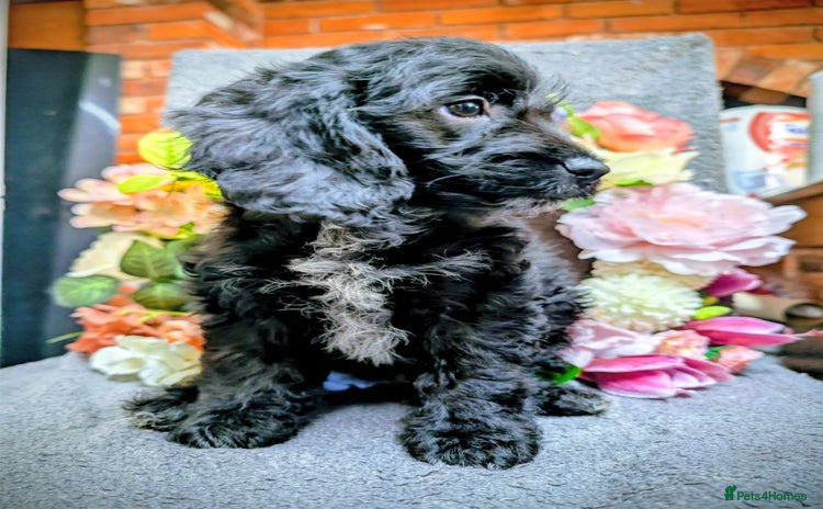 Cockapoo dogs Ready now .F1 Cockapoo's 1 girl  - Advert 1