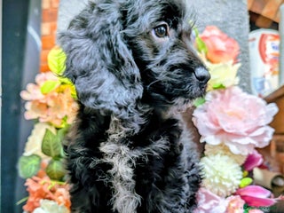 Cockapoo dogs Ready now .F1 Cockapoo's 1 girl - Advert 1