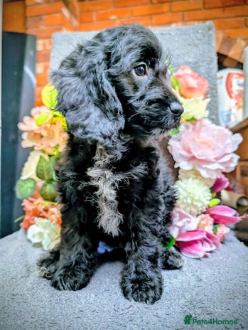 Cockapoo dogs Ready now .F1 Cockapoo's 1 girl - Advert 1