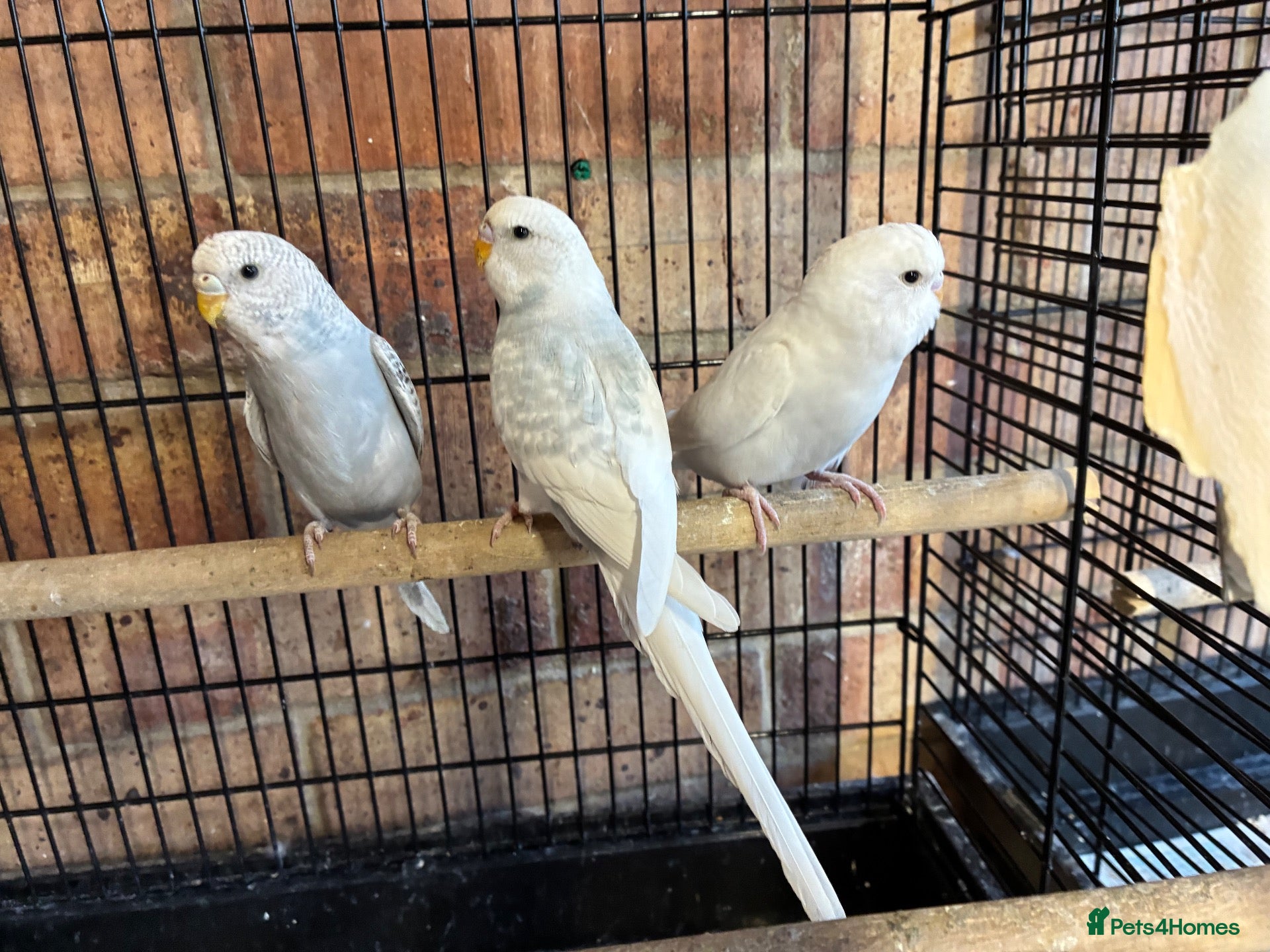 Budgerigars birds Baby budgies  - Advert 1