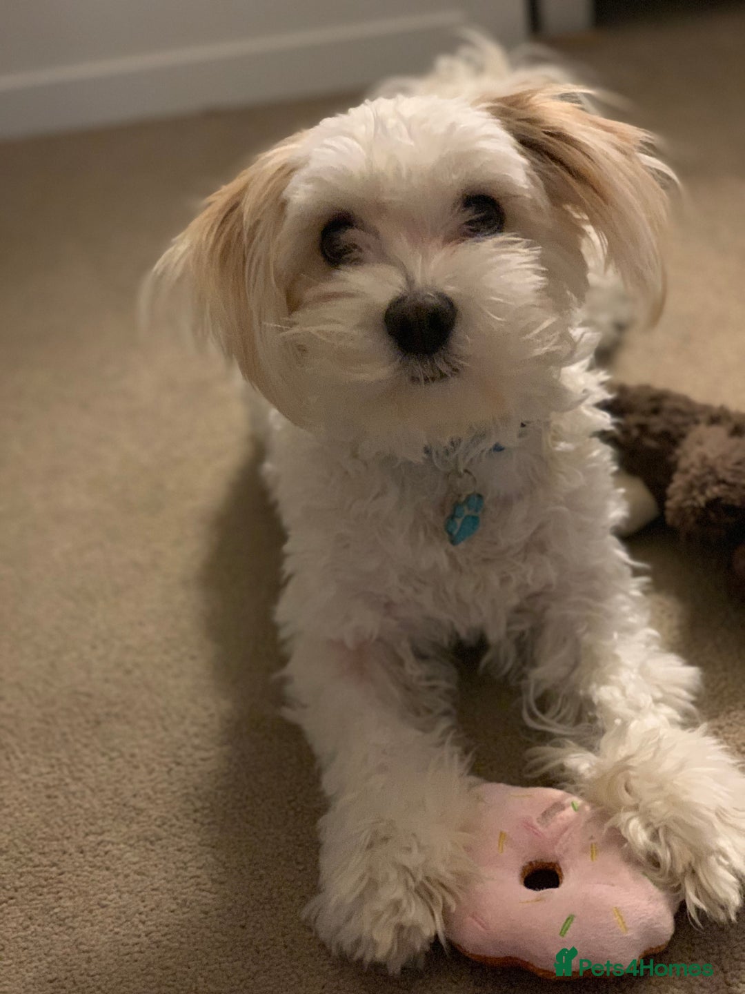 Mixed Breed dogs for sale: Cavaschon female and Maltese mix male  - Image 6