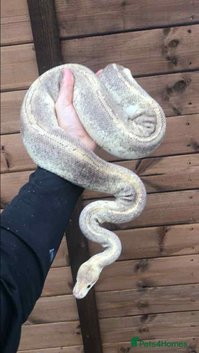 Python Snake reptiles Ball pythons / royal pythons  - Advert 1