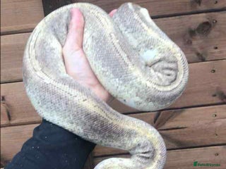 Python Snake reptiles Ball pythons / royal pythons - Advert 1