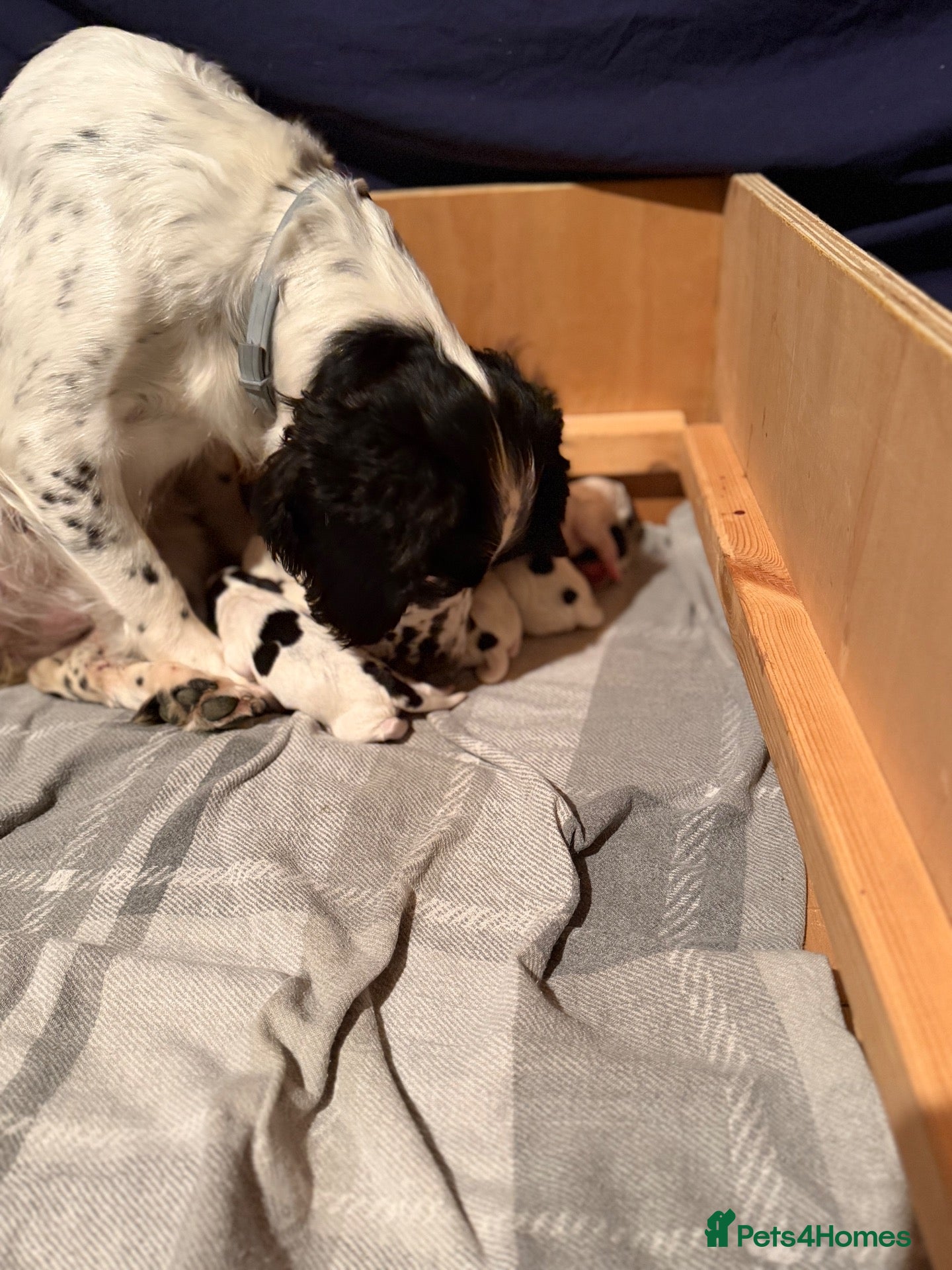 Sprocker dogs 8 gorgeous sprocker pups - Advert 1