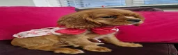 Cavalier King Charles Spaniel dogs for sale: Queenie kennel club female  - Advert 8